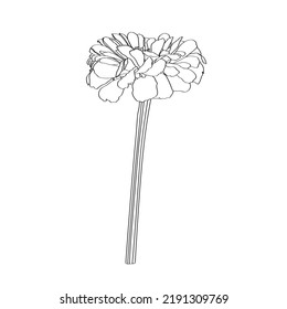 Black And White Line Drawing Of Zinnia Flowers.  Daisy Hand Drawn Sketch.  Element For Design In Line Art Style For Greeting Card, Wedding Invitation, Coloring Book.