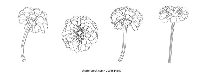 Black And White Line Drawing Of Zinnia Flowers Set.  Daisy Hand Drawn Sketch.  Element For Design In Line Art Style For Greeting Card, Wedding Invitation, Coloring Book.