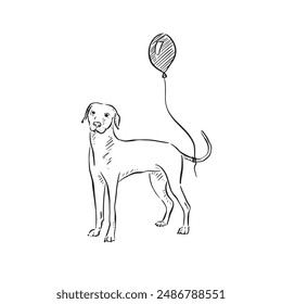 A black and white line drawn vizsla dog or a Hungarian pointer with a balloon tied to its tail. Perfect for a birthday card or invitation. 