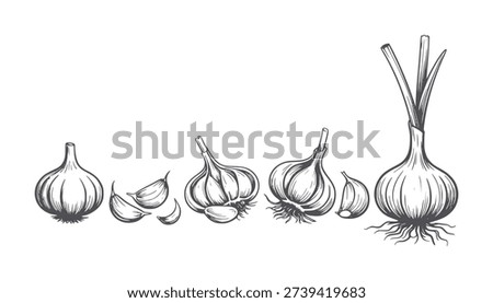 Black and white line of garlic bulbs cloves and roots progression