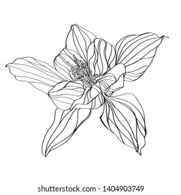 black and white line illustration of  aquilegia flowers on a white background