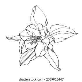 ilustración de flores de aquilegia en fondo blanco y negro