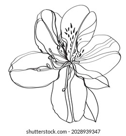 Black and white line illustration of  
 azaleas flowers on a white background