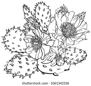 black and white line illustration of cactus flowers on a white background