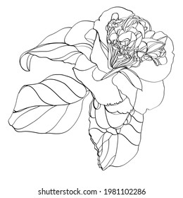 Black and white line illustration of  
 camellia flowers on a white background