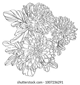 black and white line illustration of chrysanthemum
flowers on a white background