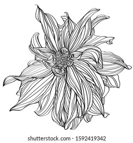 black and white line illustration of chrysanthemum flowers on a white background
