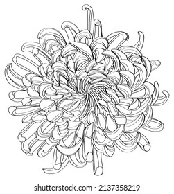 Black and white line illustration of chrysanthemum flowers on a white background. Flower chrysanthemum isolated on white
