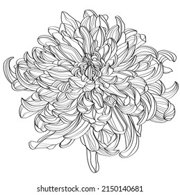 Black and white line illustration of chrysanthemum flowers on a white background. Flower chrysanthemum isolated on white
