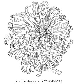 Black and white line illustration of chrysanthemum flowers on a white background. Flower chrysanthemum isolated on white
