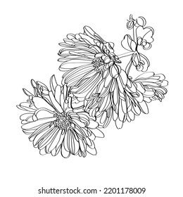 Black and white line illustration of chrysanthemum flowers on a white background. Flower chrysanthemum isolated on white
