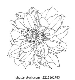 Black and white line illustration of chrysanthemum flowers on a white background. Flower chrysanthemum isolated on white