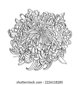 Black White Line Illustration Chrysanthemum Flowers Stock Vector ...