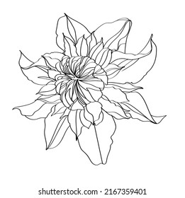 741 Clematis line art Images, Stock Photos & Vectors | Shutterstock