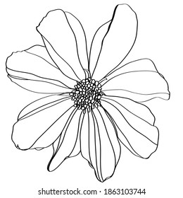 black and white line illustration of cosmos flower on a white background