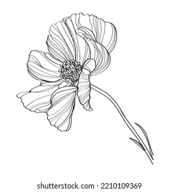 black and white line illustration of cosmos flower on a white background