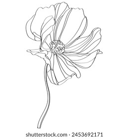 black and white line illustration of cosmos flower on a white background