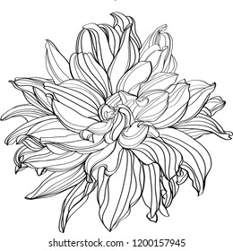 Black White Line Illustration Dahlia Flowers Stock Vector (Royalty Free ...