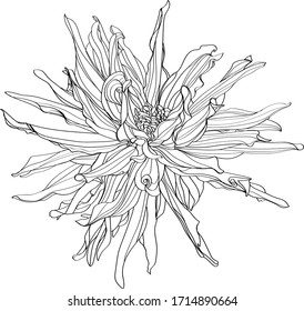 black and white line illustration of dahlia flowers on a white background