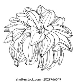 black and white line illustration of dahlia flowers on a white background
