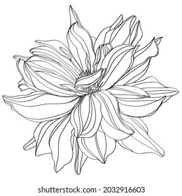 black and white line illustration of dahlia flowers on a white background