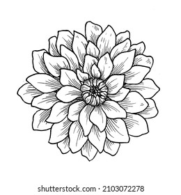 Black And White Line Illustration Of Dahlia Flowers