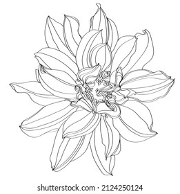 ilustración de la línea blanca y negra de las flores de dahlia sobre un fondo blanco