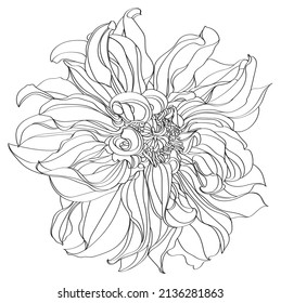 Black White Line Illustration Dahlia Flowers Stock Vector (Royalty Free