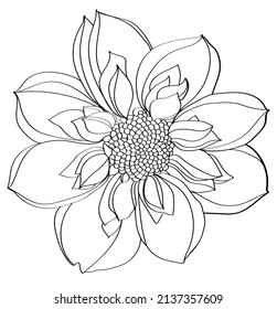 black and white line illustration of dahlia flowers on a white background