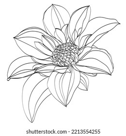 black and white line illustration of dahlia flowers on a white background