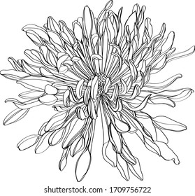 Black and white line illustration of daisy flowers on a white background. Flower chrysanthemum isolated on white.