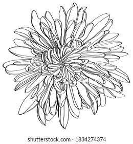 Black and white line illustration of daisy flowers on a white background. Flower chrysanthemum isolated on white
