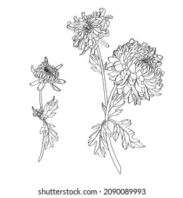 Black and white line illustration of daisy flowers branches with leaves on a white background. Flower chrysanthemum set isolated on white.