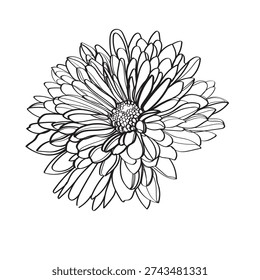 Black and white line illustration of daisy flowers on a white background. Flower chrysanthemum isolated on white
