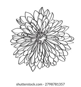 Black and white line illustration of daisy flowers on a white backg