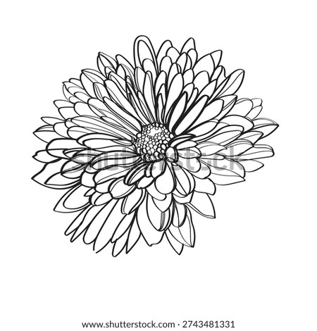 Black and white line illustration of daisy flowers on a white background. Flower chrysanthemum isolated on white
