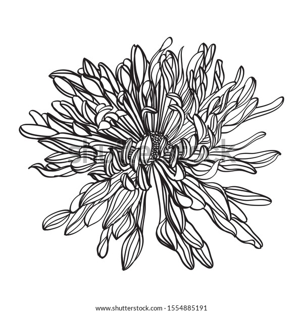Black White Line Illustration Daisy Flowers Stock Vector (Royalty Free ...