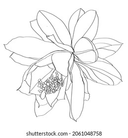 black and white line illustration of Epiphyllum flowers on a white background