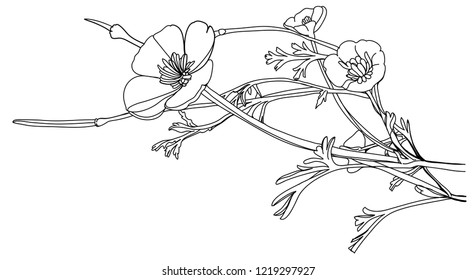 black and white line illustration of Eschscholzia flower on a white background