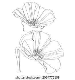 black and white line illustration of Eschscholzia flower on a white background