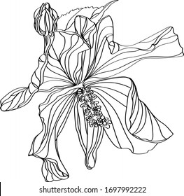 black and white line illustration of hibiscus flower on a white background