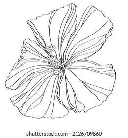 black and white line illustration of hibiscus flower on a white background