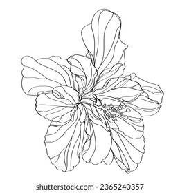 black and white line illustration of hibiscus flower on a white background