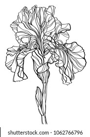 black and white line illustration of iris flowers on a white background