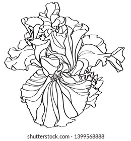 black and white line illustration of iris flowers on a white background