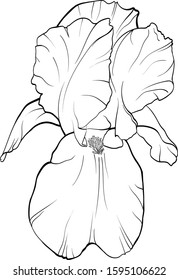 Black and white line illustration of iris flowers on a white background