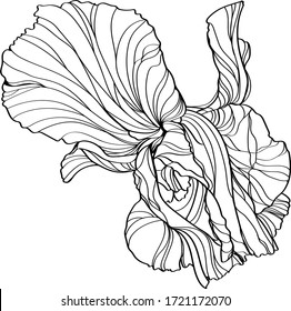 black and white line illustration of iris flowers on a white background