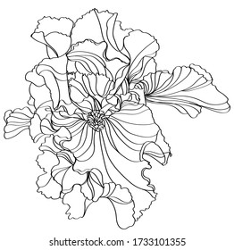 black and white line illustration of iris flowers on a white background