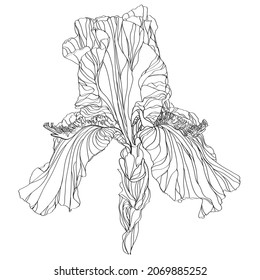 black and white line illustration of iris flowers on a white background