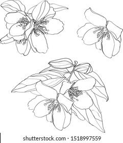 black and white line illustration of jasmine flowers on a white background